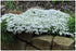 Brumărele pitice - Phlox Subulata 'Fabulous White'