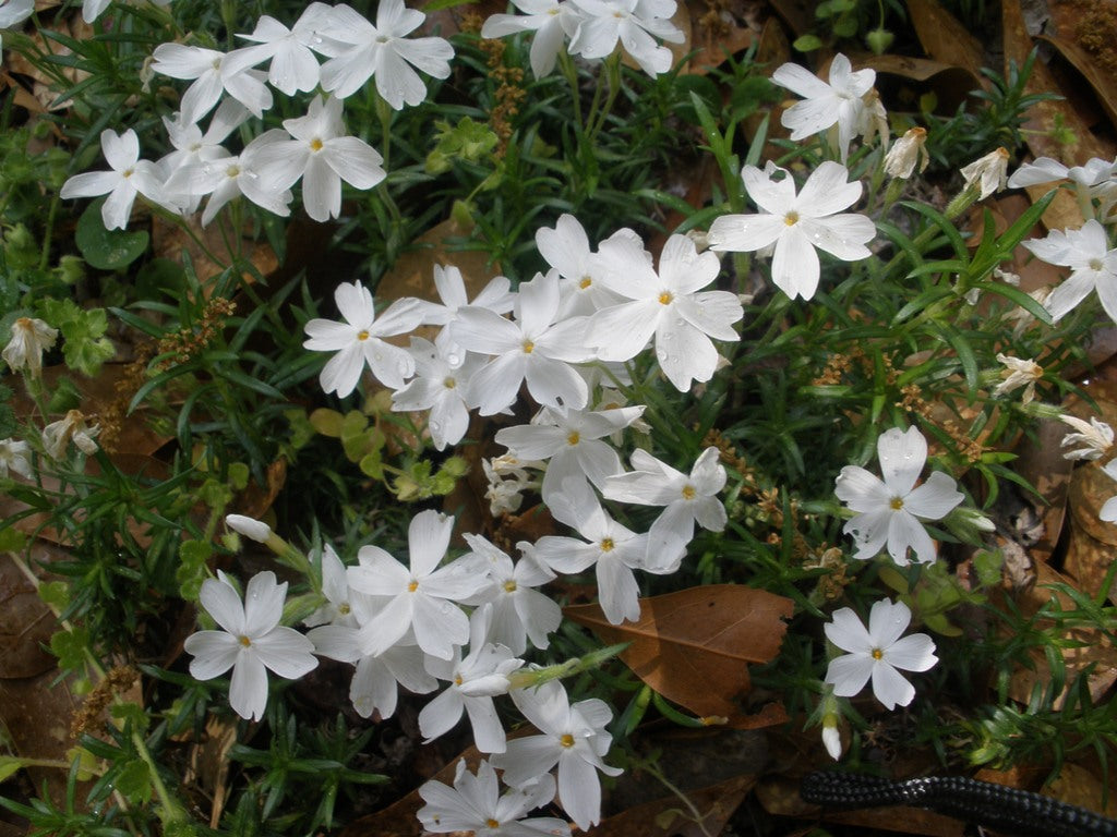 Brumărele pitice - Phlox Subulata 'Fabulous White'