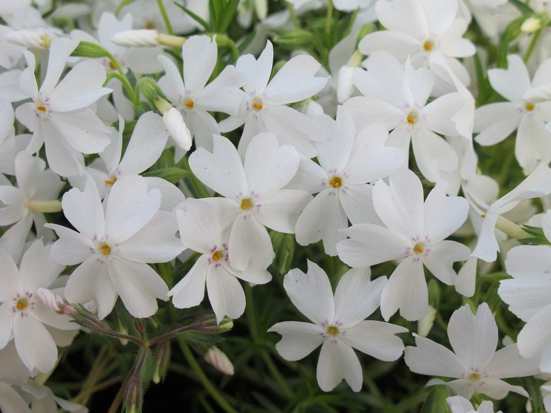 Brumărele pitice - Phlox Subulata 'Fabulous White'
