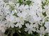 Brumărele pitice - Phlox Subulata 'Fabulous White'