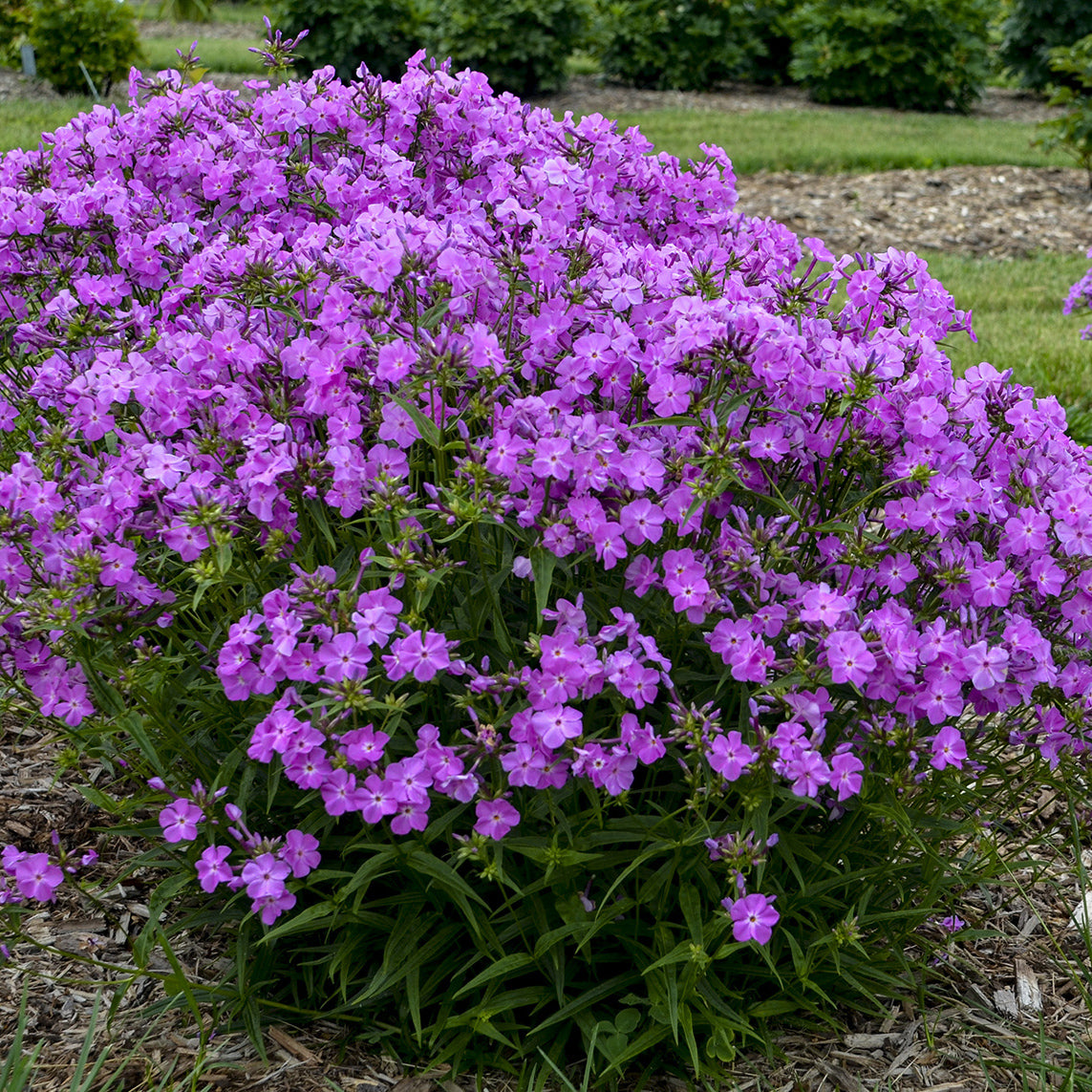 Brumărele înalte -  Phlox paniculata Opening Act™ Romance