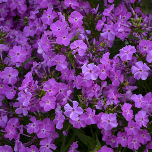 Brumărele înalte -  Phlox paniculata Opening Act™ Romance