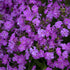 Brumărele înalte -  Phlox paniculata Opening Act™ Romance