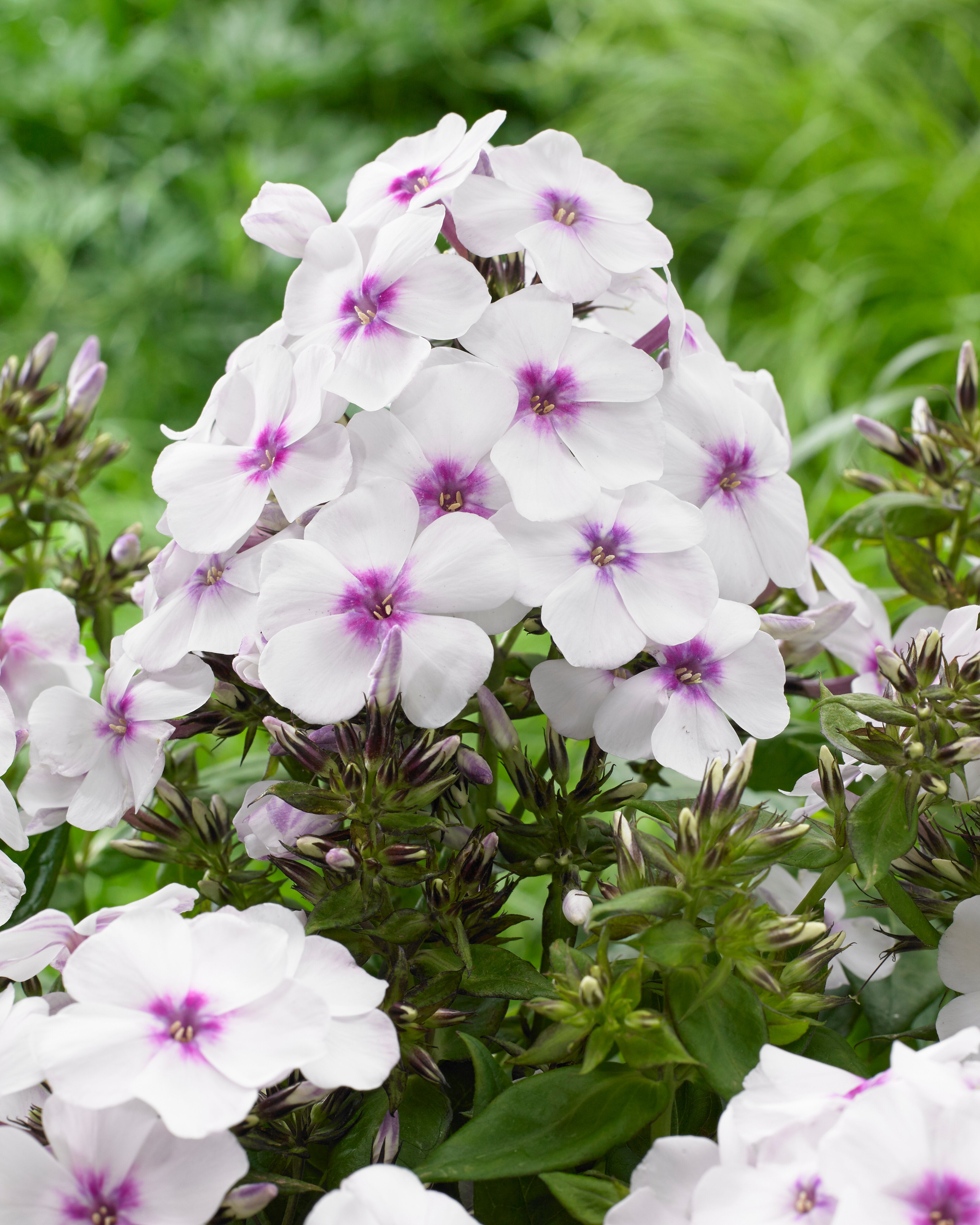 Brumărele înalte - Phlox paniculata ‘Famous White with Eye’