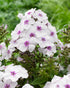 Brumărele înalte - Phlox paniculata ‘Famous White with Eye’