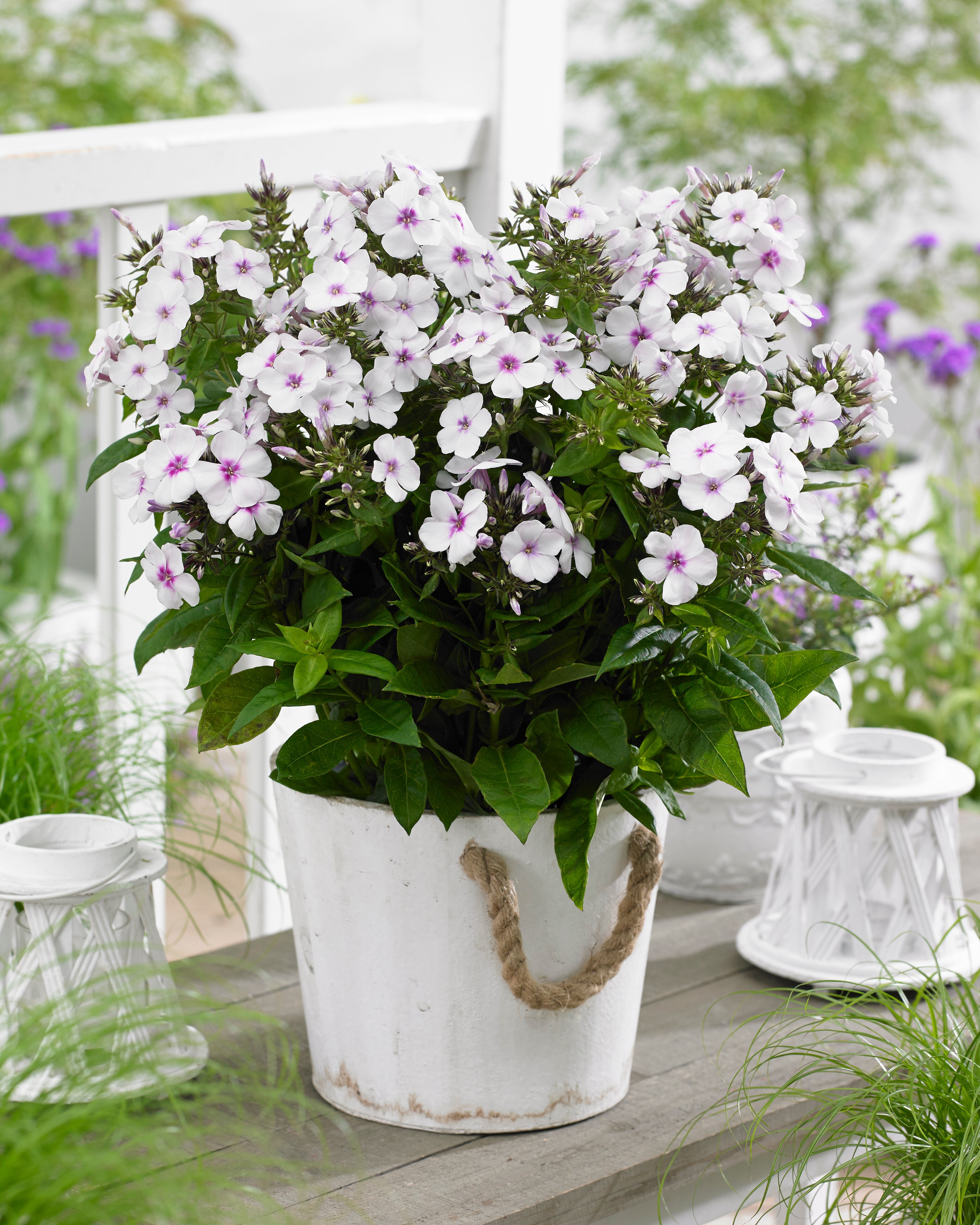 Brumărele înalte - Phlox paniculata ‘Famous White with Eye’