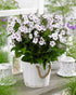 Brumărele înalte - Phlox paniculata ‘Famous White with Eye’