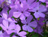 Brumărele Înalte - Phlox Paniculata 'Amethyst'