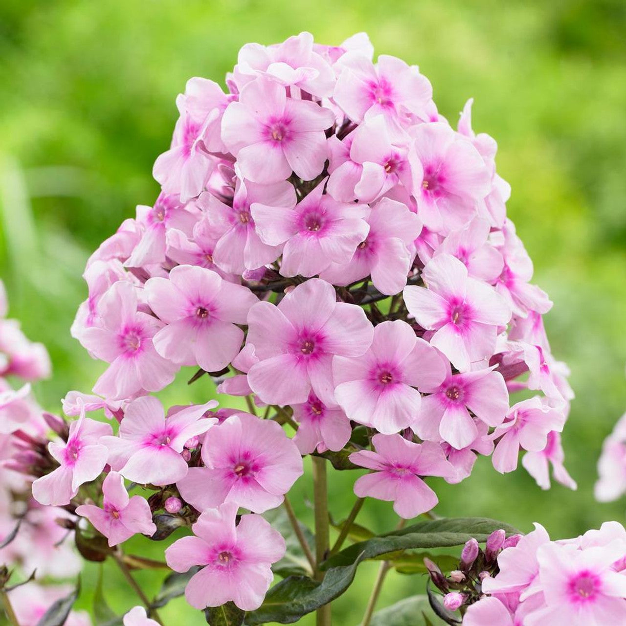 Brumărele Înalte - Phlox Paniculata 'Bright Eyes'