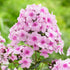 Brumărele Înalte - Phlox Paniculata 'Bright Eyes'
