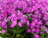 Brumărele înalte - Phlox paniculata Famous Light Purple