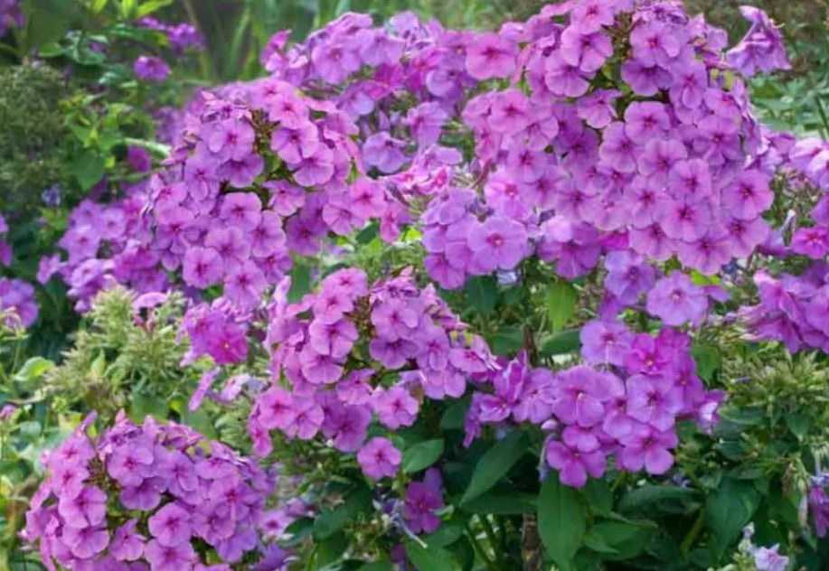Brumărele înalte - Phlox paniculata Famous Light Purple