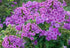 Brumărele înalte - Phlox paniculata Famous Light Purple
