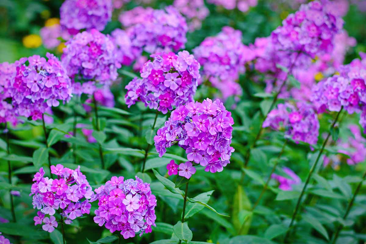 Brumărele înalte - Phlox paniculata Famous Light Purple