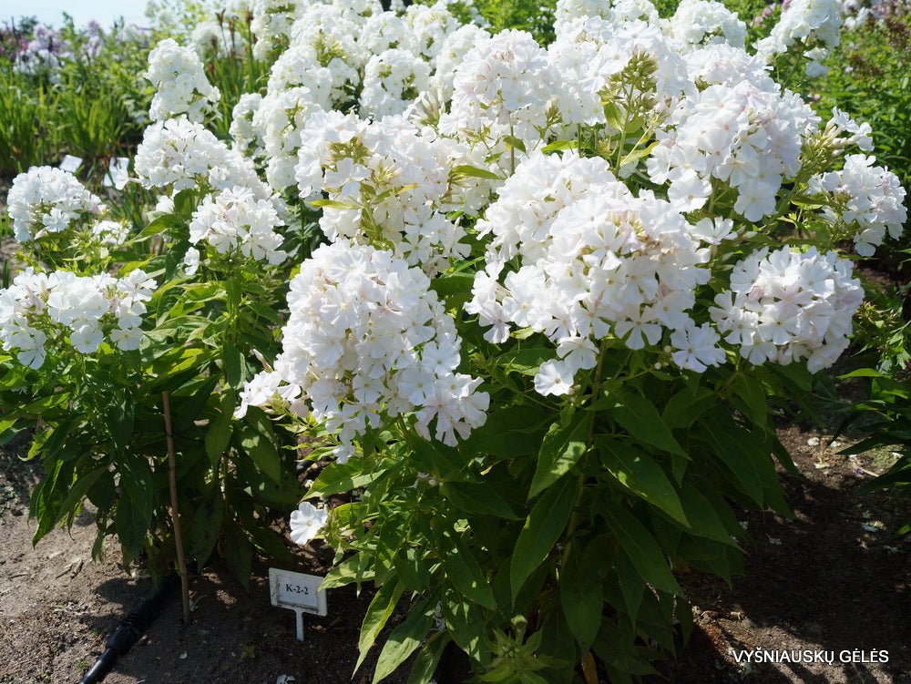 Brumărele înalte -Phlox paniculata Famous™ White