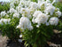 Brumărele înalte -Phlox paniculata Famous™ White