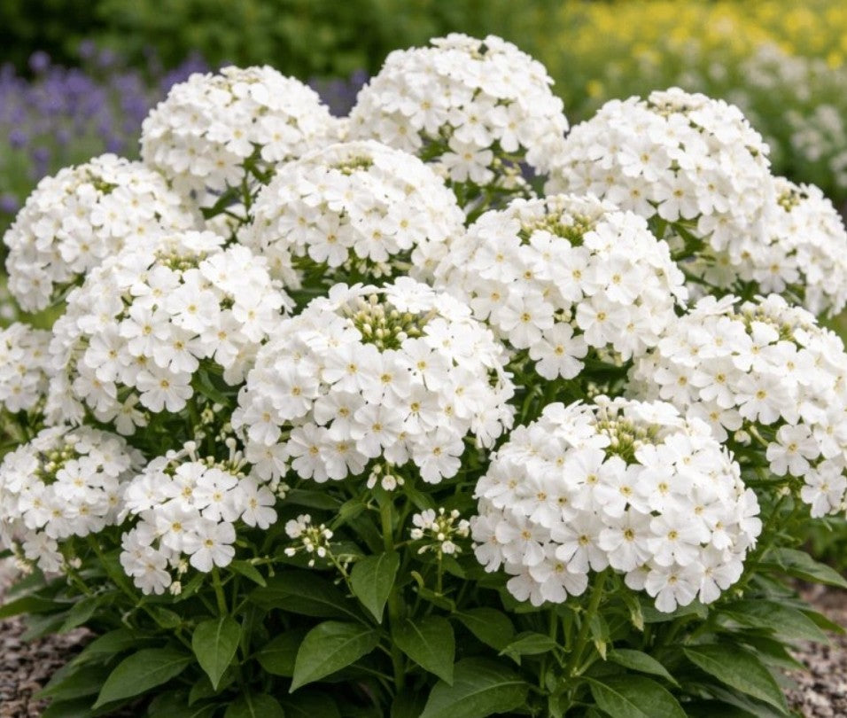 Brumărele înalte - Phlox paniculata ‘Ka-Pow White’