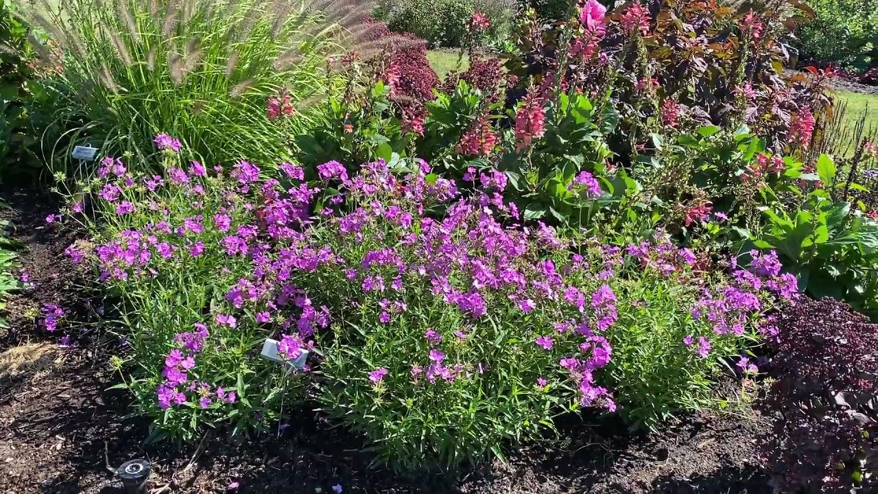 Brumărele înalte -  Phlox paniculata Opening Act™ Romance