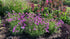 Brumărele înalte -  Phlox paniculata Opening Act™ Romance