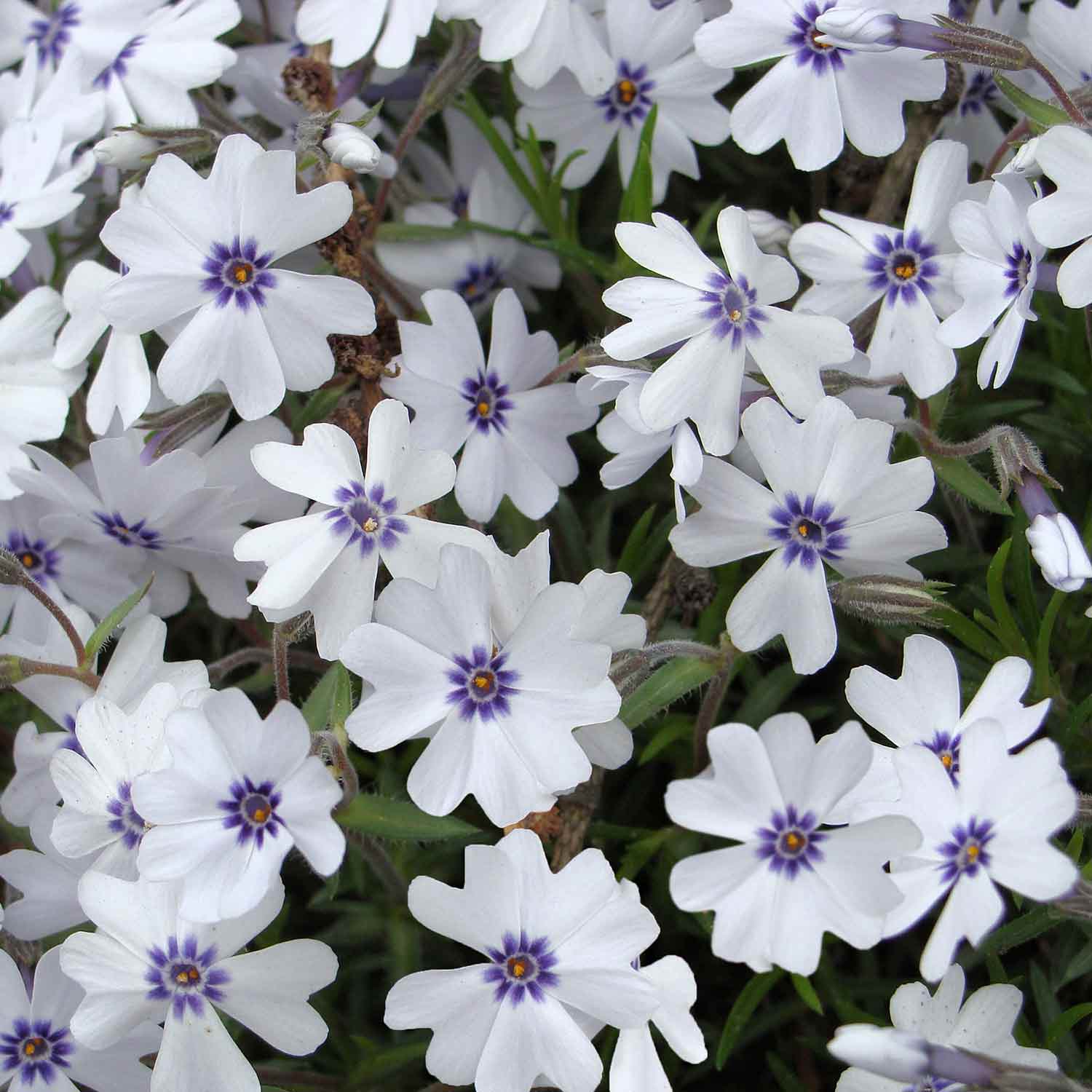 Brumărele pitice - Phlox Subulata 'Bavaria'