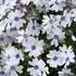 Brumărele pitice - Phlox Subulata 'Bavaria'