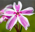 Brumărele pitice - Phlox Subulata 'Kimono Pink-White'
