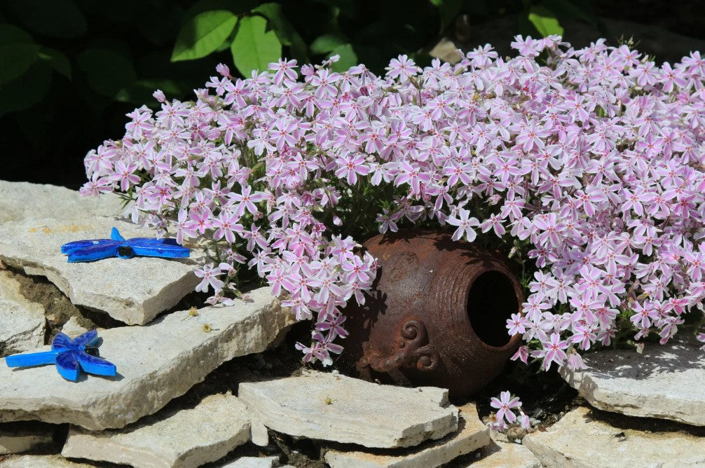Brumărele pitice - Phlox Subulata 'Kimono Pink-White'