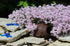 Brumărele pitice - Phlox Subulata 'Kimono Pink-White'