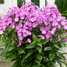 Phlox paniculata Famous Light Purple