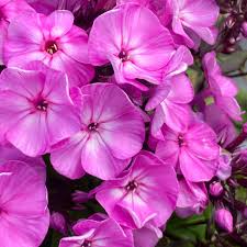 Phlox paniculata Famous Light Purple