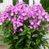 Phlox paniculata Famous Light Purple