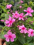 Brumărele înalte - Phlox paniculata ‘Famous Pink’