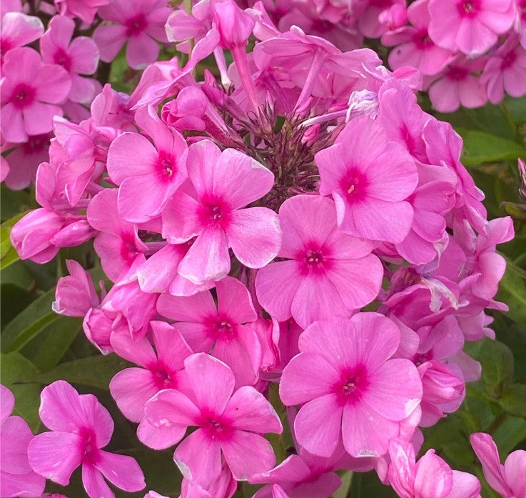 Brumărele înalte - Phlox paniculata ‘Famous Pink’