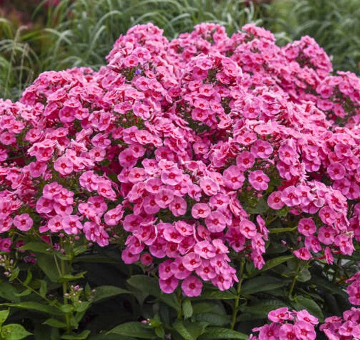 Brumărele înalte - Phlox paniculata ‘Famous Pink’