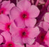 Brumărele înalte - Phlox paniculata ‘Famous Pink’