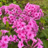 Brumărele înalte - Phlox paniculata ‘Famous Pink’
