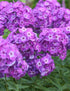 Phlox Paniculata Famous Purple - Brumărele înalte
