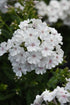 Brumărele înalte - Phlox paniculata ‘Ka-Pow White’