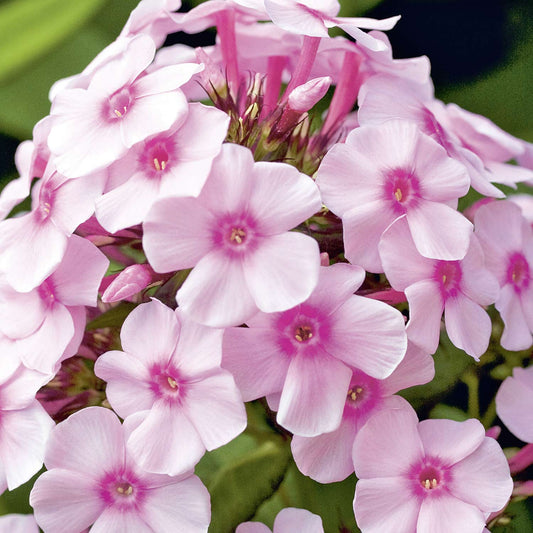 Brumărele înalte - Phlox paniculata 'Bright eyes'