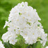 Brumărele Înalte - Phlox Paniculata 'David'