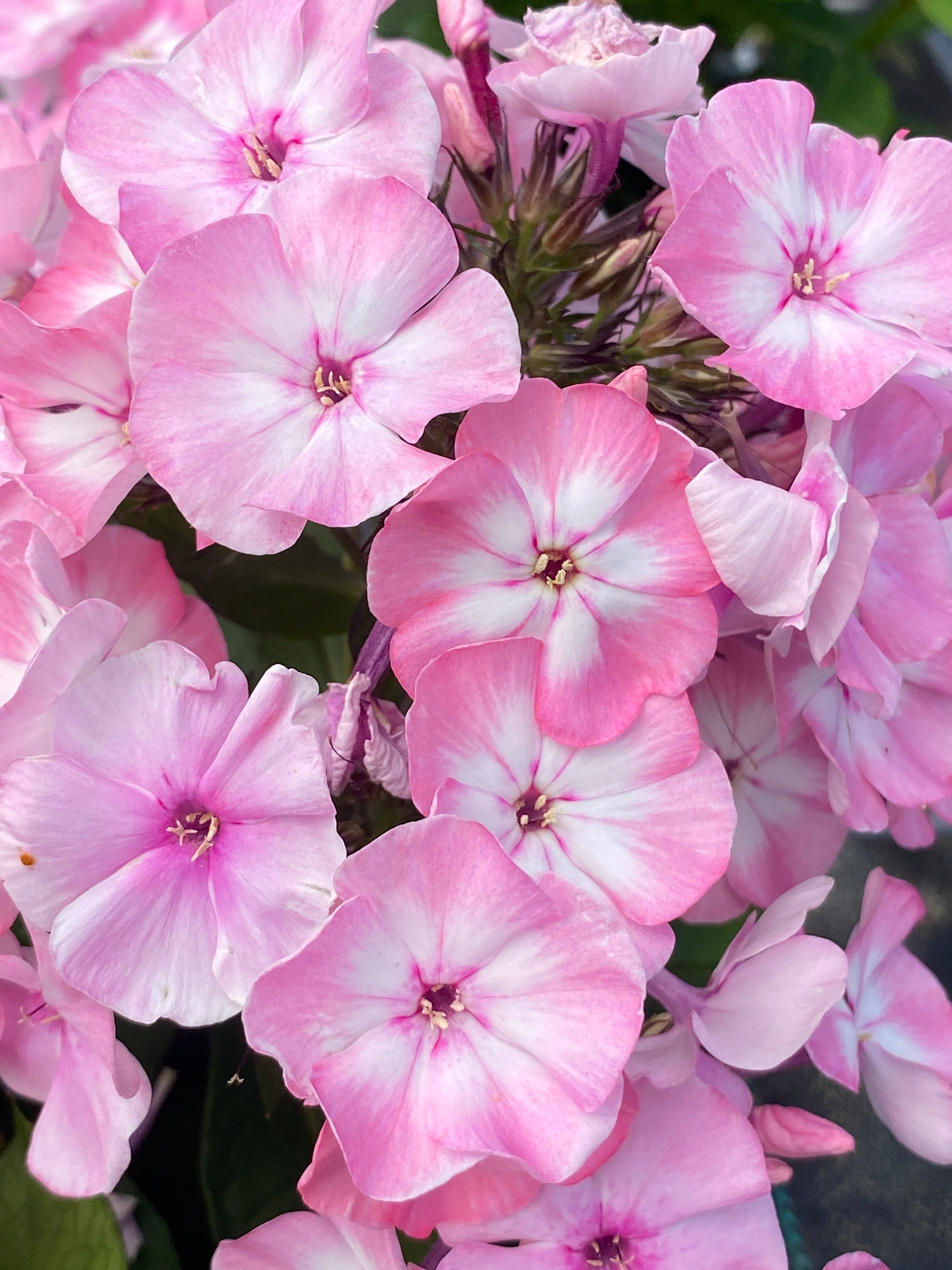 Brumărele înalte - Phlox paniculata Famous™ Pink Eye