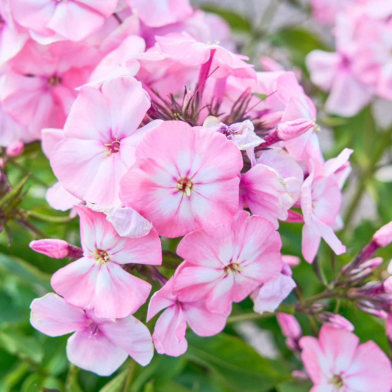 Brumărele înalte - Phlox paniculata Famous™ Pink Eye