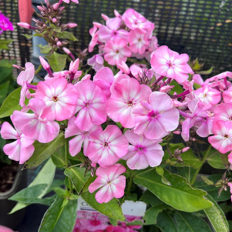 Brumărele înalte - Phlox paniculata Famous™ Pink Eye