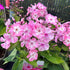 Brumărele înalte - Phlox paniculata Famous™ Pink Eye