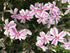 Brumărele Phlox Subulata 'Kimono Pink-White'