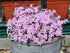Brumărele Phlox Subulata 'Kimono Pink-White'