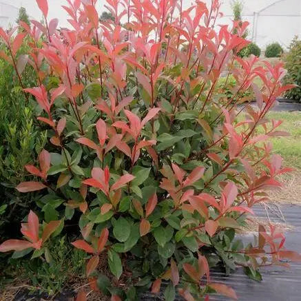 Fotinia - Photinia fraseri 'Carré Rouge'