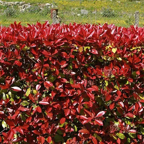 Fotinia - Photinia fraseri 'Carré Rouge'