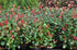Fotinia Little Red Robin - Photinia fraseri 'Little Red Robin'
