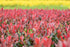 Fotinia Little Red Robin - Photinia fraseri 'Little Red Robin'